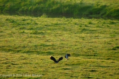 2010 5 21-5 Kieviten (1)