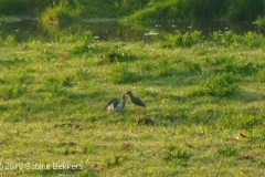 2010 5 21-5  Tureluurs (1)