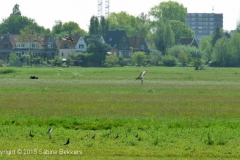 2010 5 22-5 Cat Attack (3)