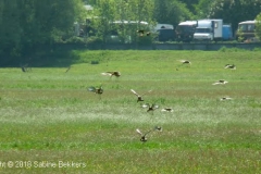 2010 5 22-5 onrust (5)