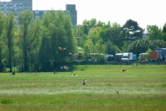 2010 5 22-5 onrust (6)