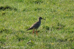 2010 5 25-5  tureluur (3)