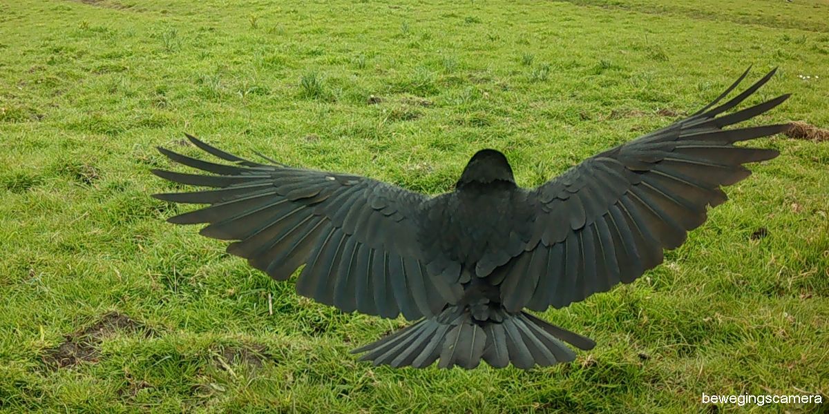 042622-Zwarte-Kraai-vliegend