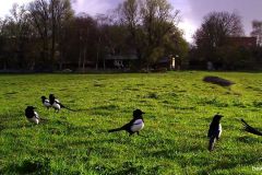 04090246-Eksterfamilie