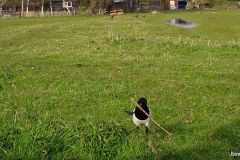 04110121-Ekster-met-tak