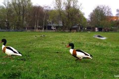 04110136-Bergeenden-paar