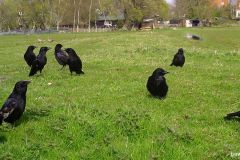 04130216-Zwarte-Kraaien-vergadering