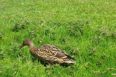 04160381-Wilde-Eend-vrouw