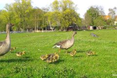 04190590-Grauwe-Gans-met-8-kuikens
