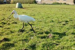 041922-Lepelaar