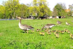 04200014-Ganzenfamilie-met-16-kuikens