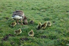 042022-Ganzenfamilie