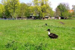 04210049-Bastaardeend-vrouw