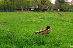 04220112-Bastaardeend-man