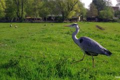 04230149-Blauwe-Reiger