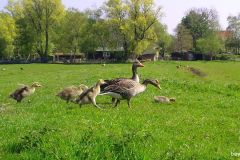 04230151-Ganzenfamilie-met-nu-al-grote-jongen