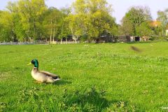 04230206-Wilde-Eend-man