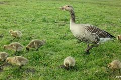 042522-Ganzenfamilie-5