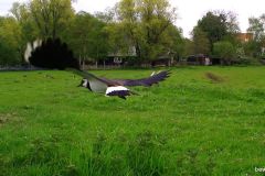 04270504-Kievit-vliegend