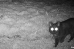 042722-Zwarte-kat