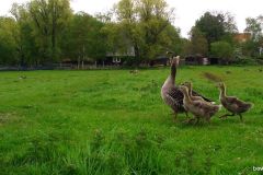 04280535-Ganzenfamilie-onraad