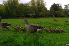 04290646-Grote-familie-Grauwe-Gans