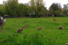 04290659-Grauwe-Gans-vleugels-omhoog