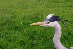 04290679-Blauwe-Reiger-kop
