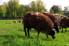 05010110-Schapen