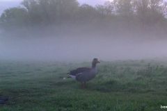 05040331-Grauwe-Gans-in-de-ochtendmist