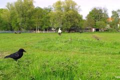 05040407-Ooievaar-en-Zwarte-Kraai
