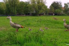 05050468-Nijlganzenpaar-mer-3-kuikens