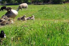 05150089-Ekster-Ganzen-en-Schapen
