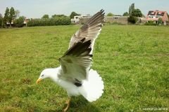 05150745-Mantelmeeuw-2e-kj