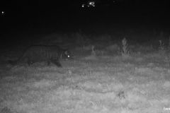 05170087-Gestreepte-kat-bij-nacht