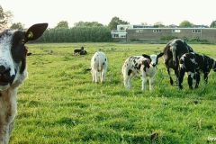 05190061-Schaap-met-lammeren