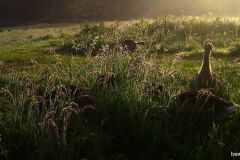05200037-Ganzen-in-ochtendlicht