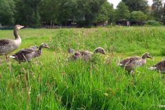 05200076-Ganzenfamilie