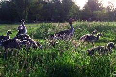 05210112-Ganzenfamilie-in-ochtendlicht