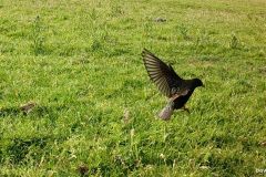 05220661-Spreeuw