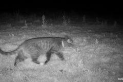 05230775-Streep-kat