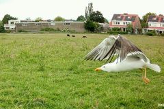 05300683-Kleine-Mantelmeeuw-vliegend