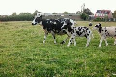 05300762-Bont-schaap-met-lammeren