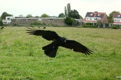 05310999-Kraai-vliegend