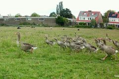 06010104-Grote-groep-jonge-ganzen