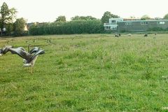 06030537-Vliegoefeningen-Grauwe-Gans