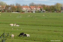 21-4-Voorjaar-Wilmkebreek-uitsnede