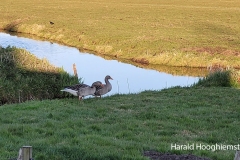 Harald-Hoofhiemstra-20210402_112243_LR9