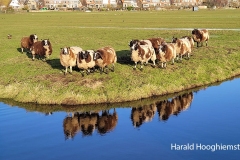 Harald-Hooghiemstra-20210402_schapen