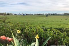 Marjolijn-Nieuwenhuis-polder-met-narcis-LR